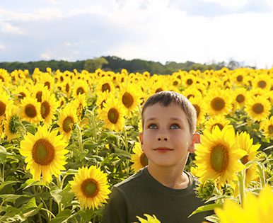 Boy in Sunflowers